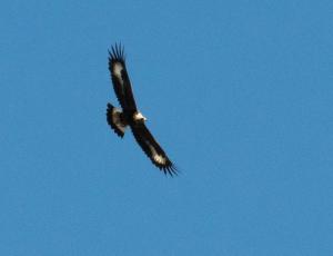 Junger Steinadler mit weissen Flügelflecken und weisser Schwanzbasis