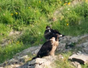 BG 838 (im Vordergrund) und Trudi geniessen die Morgensonne in der Nische