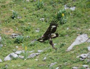 ein junger Steinadler mit Futter