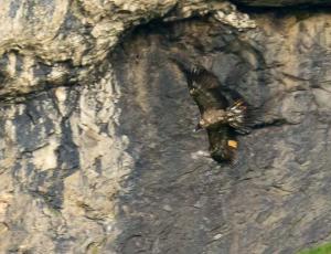 Trudi im Anflug auf die Nische