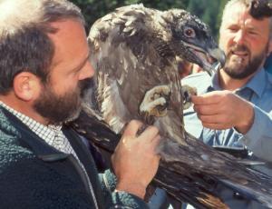 Junggeier bei der Auswilderung 1991