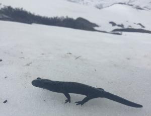 Alpensalamander im Schnee