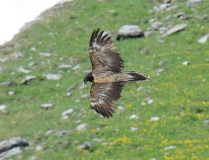 wildgeschlüpfter Besucher