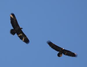 Cierzo (rechts) und Alois (links) im gemeinsamen Flug