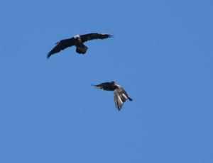 Cierzo (oben) und Alois (unten) im gemeinsamen Flug