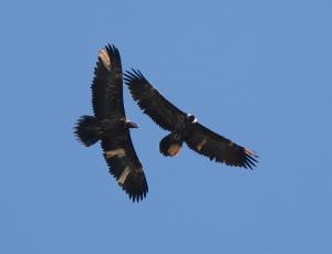 Alois (links) und Cierzo im Flug