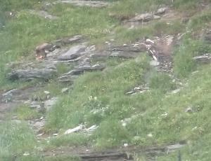 Steinadler (links) am Fressen und Cierzo am Abwarten