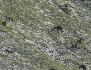 Steinböcke auf der Suche nach Grass unter dem Schnee