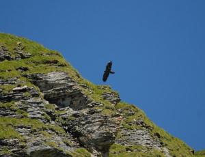 Cierzo im Flug