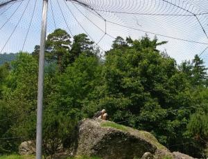 Bartgeier im Tierpark Goldau