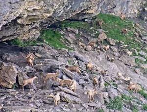 Gruppe von Steinwild und Gämsen neben der Auswilderungsnische