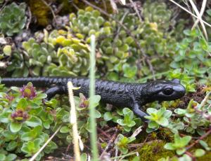 In frühen, feuchten Morgenstunden oft anzutreffen: Alpensalamander. Hinter den Augen erkennt man halbmondförmige Drüsenpolster, an den Flanken zahlreiche Warzen mit Drüsen, die zur Abschreckung von Fressfeinden ein giftiges Sekret absondern.