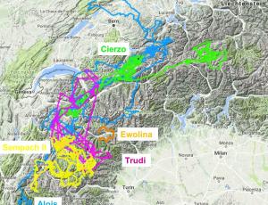 Flugrouten im Juni der 5 Junggeier, welche 2015 und 2016 am Henglirain ausgewildert wurden. 