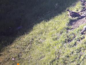 Bartgeier Johannes und ein Steinhuhn auf einem Bild! Das kleine Steinhuhn ist mit einem Pfeil markiert, Johannes sieht man in der rechten oberen Ecke.