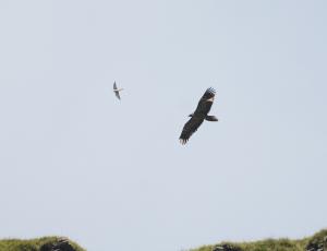 Johannes im Flug mit einem Turmfalken