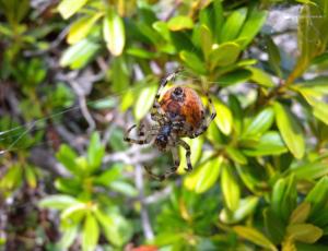 Erkennbar an der Bauchseite dieser Spinne ist die Öffnung, wo die Spinnwarzen liegen. Aus Letzteren tritt der Spinnfaden aus.