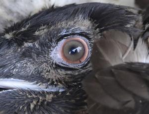 Junggeier Johannes mit brauner Iris und nur wenig rotem Skleralring.