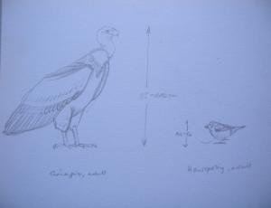 Geier sind gross. Hier im Vergleich Gänsegeier und Haussperling. Ein Gänsegeier - in Europa heimisch - misst von Kopf bis Schwanz 95 bis 110cm, ein Haussperling gerade mal 14 bis 16cm.