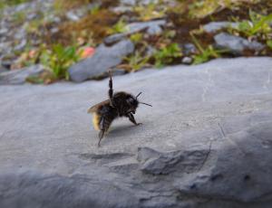 Ein Hummel-Weibchen. Nicht winkend, sondern mit ihrer Körpersprache sagend 'komm mir nicht näher!'