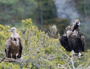 Mönchsgeier (rechts) und Gänsegeier (links) in Frankreich © Franziska Lörcher