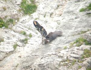 Fredueli klettert in den Felsen