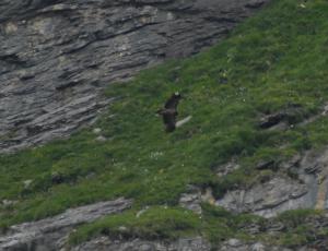 Johannes im Anflug auf die Nische. Seine gebleichten Federn sind gut erkennbar