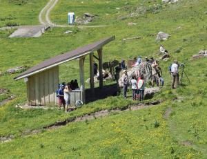 Besucher beobachten am Infostand die Bartgeier