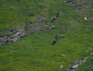 Johannes (oben) und Fredueli (unten) fliegen gemeinsam vor der Auswilderungs-Nische und sind gut an ihren Markierungen zu erkennen