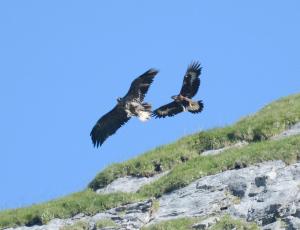 Bartgeier Fredueli (links) fliegt mit einem Steinadler umher