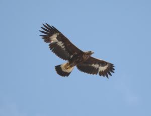 immaturer Steinadler