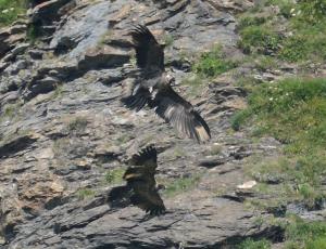 Fredueli (oben) versucht in der Luft nach Finja zu schnappen