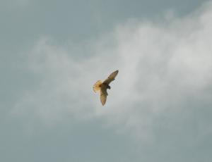 Turmfalke von unten im Gegenlicht