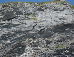 Fredueli (links) und Finja (rechts) im Flug