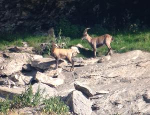 Beim eidgenössichen Wildtier-Schutzgebiet Huetstock kommen viele Gämsen und Steinböcke vor