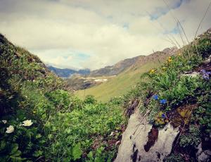 Alpenblumen am Henglihang