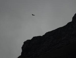 Luzerna im Flug - schon hoch über den Felsen