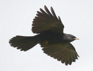 Juvenile Alpendohle im Flug