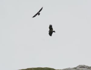 Luzerna (unten im Bild) und Fortunat (oben im Bild) kreisen in der Thermik