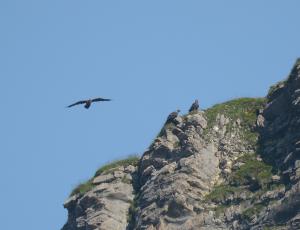 BelArosa (sitzend links), Steinadler (sitzend rechts) und Fredueli (im Flug)