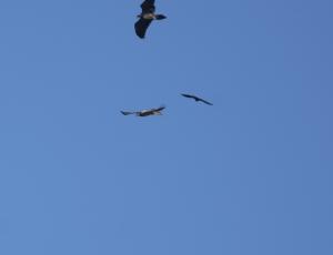 Donna Elvira (oben) ein Kolkrabe (Mitte) und Fredueli (unten) kreisen nebeneinander am Himmel. 