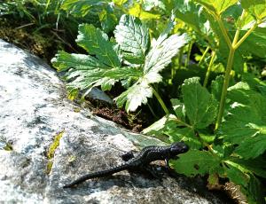 Ein Alpensalamander vor einem Meisterwurzblatt