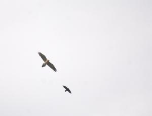 Bartgeier Fredueli fliegt mit einem Kolkraben