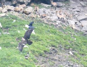 Marco und ein Kolkrabe im Flug, im Hintergrund verdutzte Steingeissen und ihre Kitze