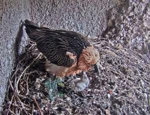 Bartgeier mit Küken im Natur- und Tierpark Goldau (Bild Webcam)