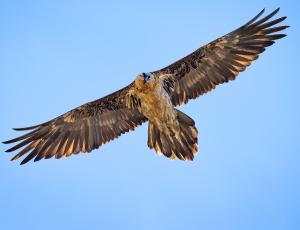 Finja im Flug (c) Patrick Schwitter