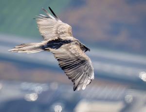 Fredueli im Flug (c) Patrick Schwitter