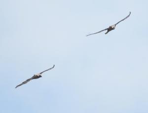 Bartgeier Marco und Obwaldera im Flug