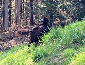 Der Mönchsgeier landete am 7. Mai 2021 erschöpft am Siedlungsrand von Egg, Sattel. Dort wurde er von Wildhüter Raschle eingefangen (Foto: M. Raschle)