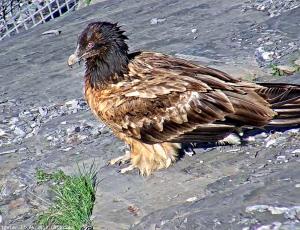 Alois - eine Aufnahme der Webcam bei der Auswilderungsnische in Melchsee-Frutt