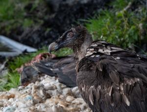 Gaia und Aurora kurz nach der Ankunkft in der Auswilderungsnische (c) Marco Leisi